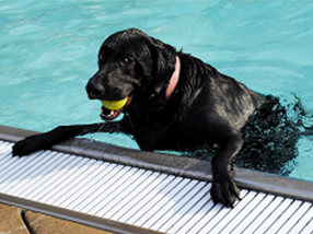 a black dog hangs on to the side of a swimming pool with a tennis ball in its mouth